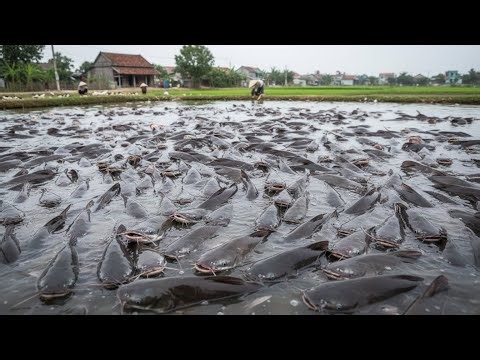 Inside the Mega Catfish Farm: How billions of fish are raised and processed