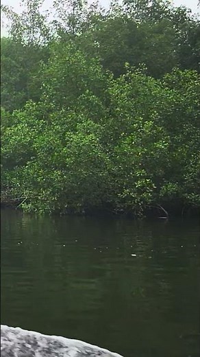 Tour boat cruising through spectacular scenary at Caroni Mangrove swamp, Trinidad, W.I.
