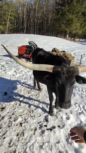 Good Morning Longhorns #farmlife #texaslonghorncattle #longhorns