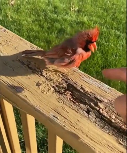 Science, b-tch! on Instagram: "Friendly Singing Cardinal – Nature’s Little Rockstar 🎶 Ever heard a cardinal sing up close? It’s like nature decided to drop a greatest hits album and forgot to tell us. These bright-red birds don’t just chirp—they perform. Every note is a mix of communication, courtship, and pure avian attitude. Male cardinals sing to mark territory and impress their mates, but they also duet with their partners—like a feathered Beyoncé and Jay-Z. And here’s a fun twist: both mal