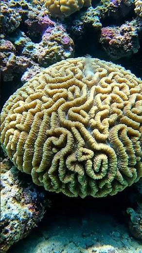 The Silent Geometry of Brain Coral | Real Reef Observation