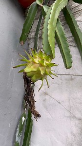 180K views · 2.9K reactions | Você não sabia mas essa planta é muito fácil cultivo! | Dicas de Culinária - Receitas Fáceis e Praticas | Facebook