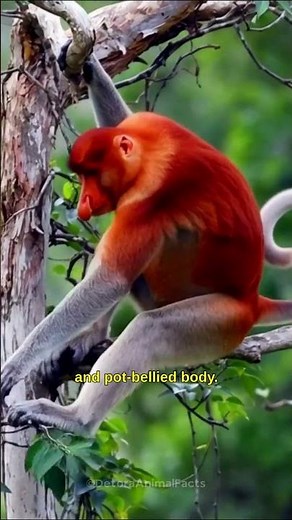 The Monkey With the Strangest Nose in the World #wildlife #animalfacts