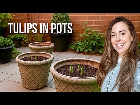 Planting Tulips In Pots! How I Keep Them Alive Over Winter!