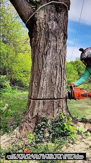 Precision Tree Cutting with a Chainsaw 🔥🌳
