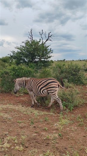 149K views · 1.5K reactions | Beautiful zebra mom and baby #reels #trend #video #Amazing #life #travel #trending #nature #wildlife | African Bush Kingdom | Facebook