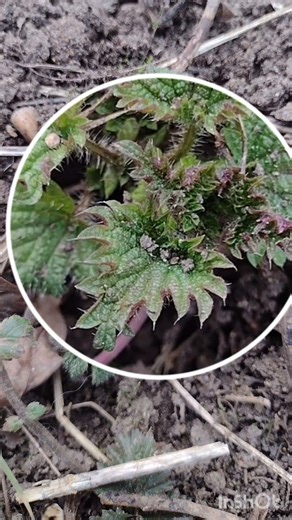 Kopřiva raší, Stinging nettle sprouting