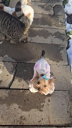 Holly hates going potty outside during the winter 😆