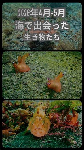 2026年1月 3月 海で出会った生き物たち #scubadiving #diving #ダイビングショップ #padi #nature #ocean #japan #ose