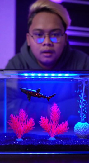 KALIAN UDAH DAPET BELUM !!! 🧾 Deskripsi: Gila… ternyata @whoisbombom berhasil dapetin Megalodon mini berukuran cuma 10 cm dan sekarang dipelihara di dalam akuarium pribadinya! 😱 Kulitnya hitam berkilau dengan retakan magma merah menyala seperti monster laut dari zaman purba, tapi versi imut dan jinak. Pas dideketin kameranya, dia malah ngeliatin balik dengan mata merah dan berenang kayak ngerti manusia 😳 Video ini cuma bukti kalau dunia laut mini di rumah @whoisbombom tuh udah level absurd pa