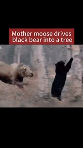 572K views · 5.9K reactions | Mama moose going #WildUnhinged on bear trying to get to her calf  Credit: Unknown (DM for credit) Source: @moosedone on Insta • • • #moose #nature #wildlife #mamamoose #bear #fyp #huntingtok #animaltok #blackbear #caughtoncamera #WildTV | Wild TV - Canada's Hunting and Fishing TV Network | Facebook
