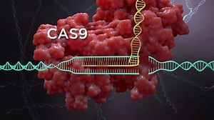 Crispr Cas9 Gene Editing Labeled Stock Footage Video (100% Royalty-free) 3847126019 | Shutterstock