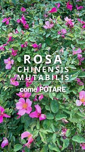 Rosa chinensis ‘Mutabilis’: come portare corretamente. | Yougardener