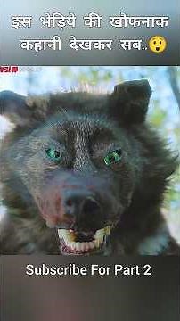 इस भेड़िये की खौफनाक कहानी देखकर सब..😲। #shorts #ytshorts
