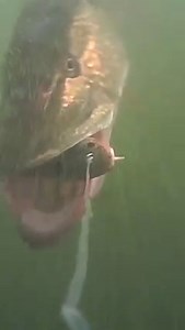 505 reactions · 33 shares | 3D Burbot inhaled!  Big pike attacking our #Burbot! Wait for it!  #savagegear #savageworld #3Dburbot #underwater | Savage Gear | Facebook