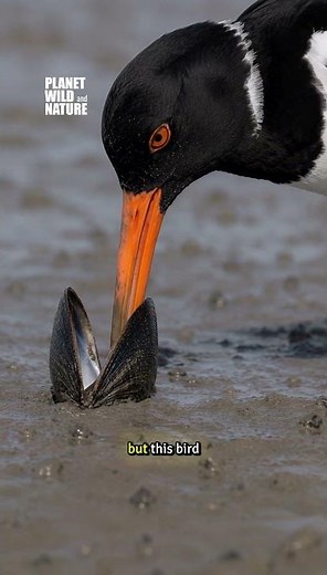 This Bird Has the Perfect Tool for Opening Oysters! 🦪🐦