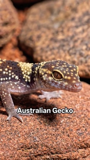 Australian Gecko | Lifespan 6 years #animalknowledge #wildlife