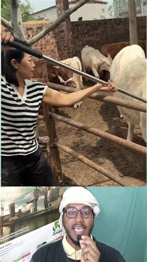Use of modern technology in animal medicine 🐄⚙️💉 #cow #veterinary #injection #shorts