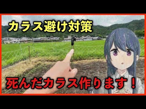 How to ward off crows! How to make a dead crow!