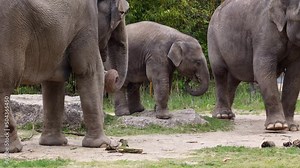 The Asian or Asiatic elephant, Elephas maximus is the only living species of the genus Elephas and is distributed in Southeast Asia from India and Nepal in the west to Borneo in the east.