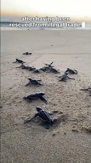 Baby leatherback turtles released after rescue from illegal trade