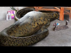 10 Humans Found Inside Snakes!