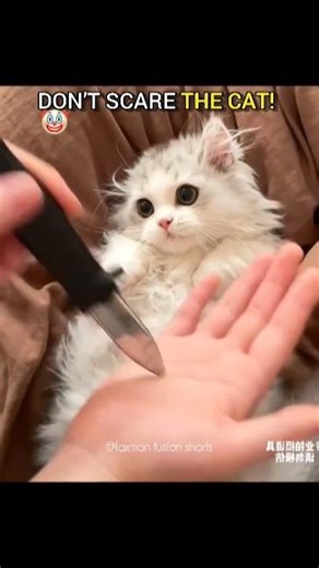 Don’t Scare the Cat! 🐱💔