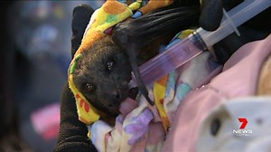 Bats often get a bad press, copping the blame for spreading disease and being an all-round pest. But there are several passionate supporters determined to see Adelaide's growing population thrive. www.7NEWS.com.au #7NEWS | 7NEWS Adelaide