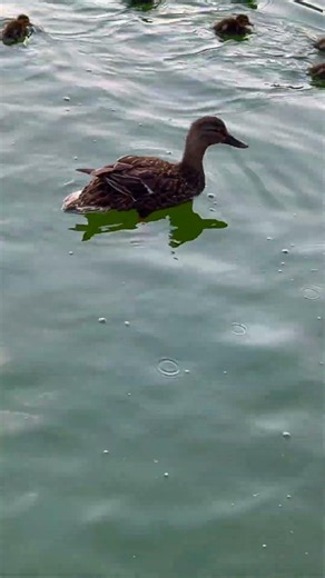 Mama Duck and her 8 Baby Ducklings
