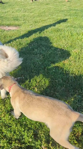 12K views · 810 reactions | Farm Life | Hidden Heights Farm | Facebook