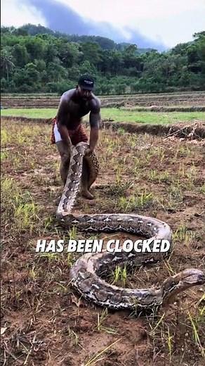 Python vs Anaconda: Who's the True Giant? #joerogan #entertainment