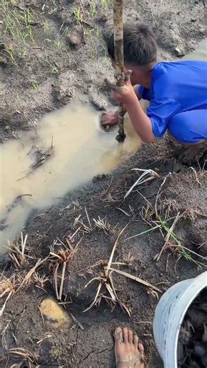 Wild Crabs in Cambodia