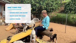 Our newest foundation allows you to "adopt" one of our hardworking milking mamas! 🧀 What: The milking goats adopted will stay on the farm to continue milking for us. When you have adopted a goat, you will be able to change the name of your goat if you choose to. Your adoption will last 5 years and you will also receive 4 award-winning cheese every 6 months or 4 free casual tours. 🐐 Why: The adoption of one of our milking goats will have a $1000 one time or two partial payments of $500 to help 