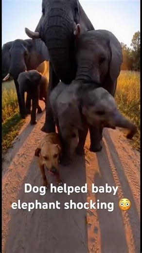 Dog Led Me To A Baby Elephant 😱🐶🐘 #shorts