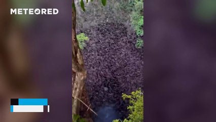 A bat tornado emerges en masse from a cave in Mexico