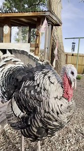 2K views · 21 reactions | 旅 Ever wonder where turkeys originally come...