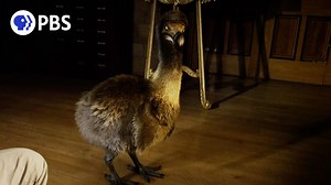 Dodo bird looked like...