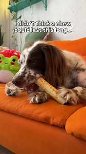 Long-lasting. Easy to digest. Loved by dogs of all ages. See why so many dog parents choose No-Hide® for happy, satisfied chewing. | Earth Animal
