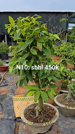 1.9K views · 6 comments | 12/5/25殺殺 Hàng đẹp rẻ, lấy bo  Mai vàng...