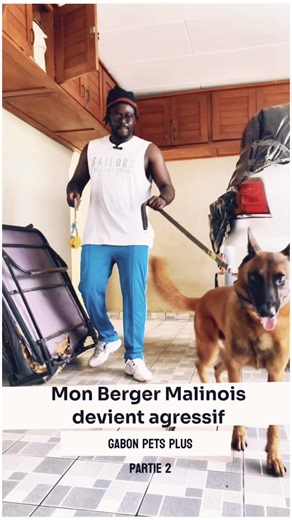 Comprendre le Berger Malinois : Un chien pas comme les autres