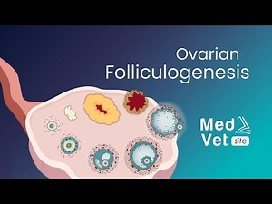Folliculogenesis process
