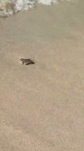 19K views · 49 reactions | Best Animal & Nature on Reels | Facebook