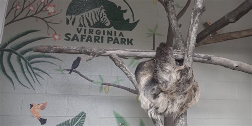 Virginia Safari Park opens for 25th season, continues conservation efforts