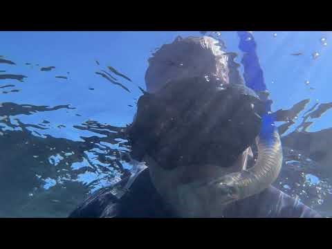 Snorkeling with Leopard Sharks in La Jolla | Amazing San Diego Adventure