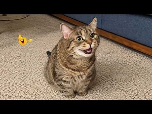Best Cat Moments 🐈 | TRY NOT TO LAUGH – FUNNY Cat FAILS Compilation 😹😂