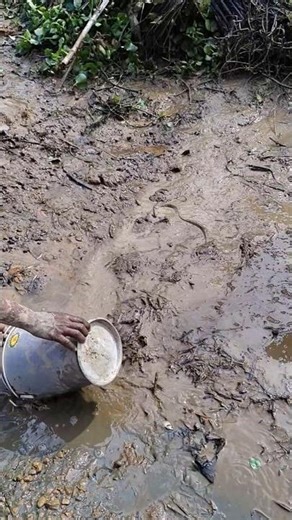 Big Snake Rescue Caught on Camera 😱 | Viral Snake Catching Vlog