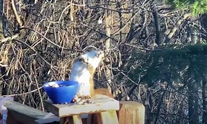 Squirrel goes viral after getting drunk off fermented pears