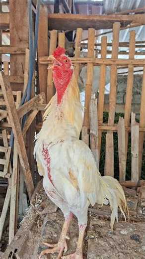 Rooster sound effect in morning #murga #chicken #hen