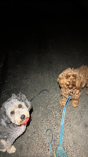 Pluto & Lexi 🐾❤️ | Pluto’s Pals Dog Walking & Sitting Services