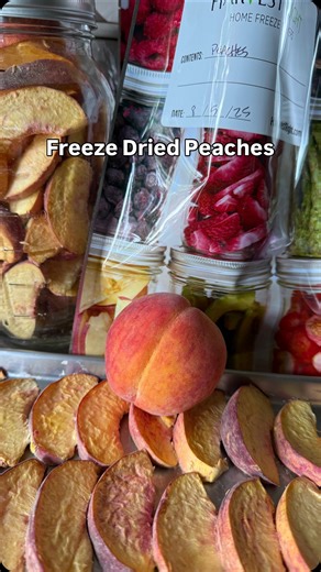 Hughes Farm & Apiary on Instagram: "I had to be done. Freeze dried peaches are a delicious add to your food storage gambit. I don’t like all my proverbial eggs in one basket. Freeze drying really changes how we store food. Its incredibly lighter and stores better than canning or freezing, when done right. Making sure everything is dry, not just “done” in the machine is the key. I use an infrared thermometer I picked up on Amazon pretty cheap. That was the game changer! 100% success getting every